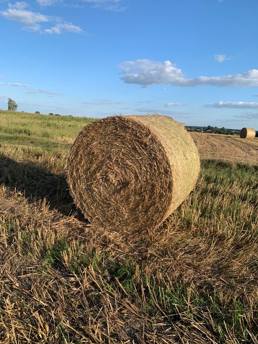 Sucha słoma balot 150cm. Zbiór 2025. Możliwy transport.