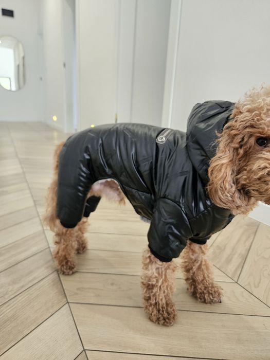 Kombinezon dla psa / zimowy / wodoodporny / york pudel maltańczyk