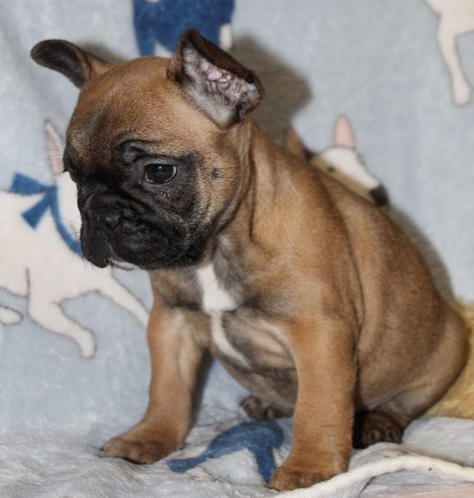 Маленька красуня вкраде ваше серце