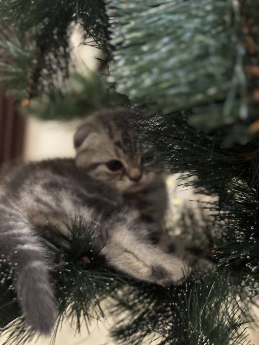 Продам кошеня скотіш фолд мармурова дівчинка