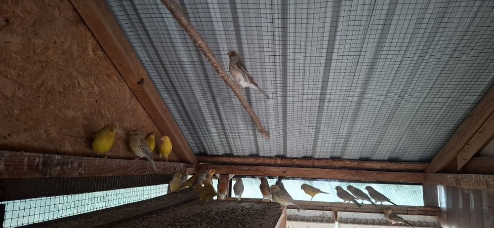 Kanarek agat czerwona mozaika, agat żółty z 2023r. i 2024r.