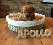 Maltipoo F1 Apollo zarezerwowany