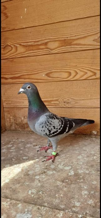 Gołębie pocztowe samica DV