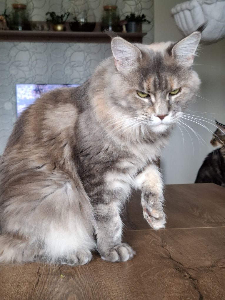 Sprzedam śliczną kotkę Maine Coon