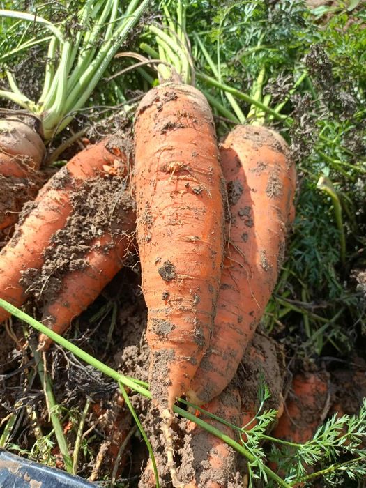 Marchew 10 kg marchewka