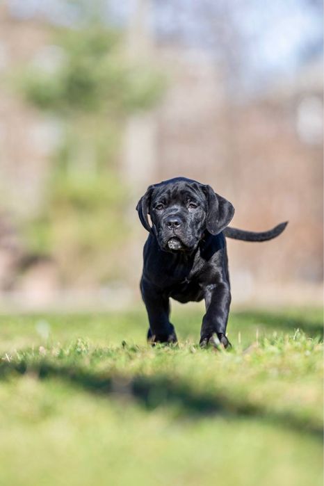 Породні цуценята  Кане Корсо (Cane Corso Italiano)