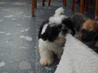 SHIH TZU - mini piesek