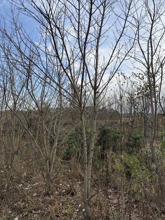 Kolon Jesionolistny (Acer negundo) odm Wielopienna