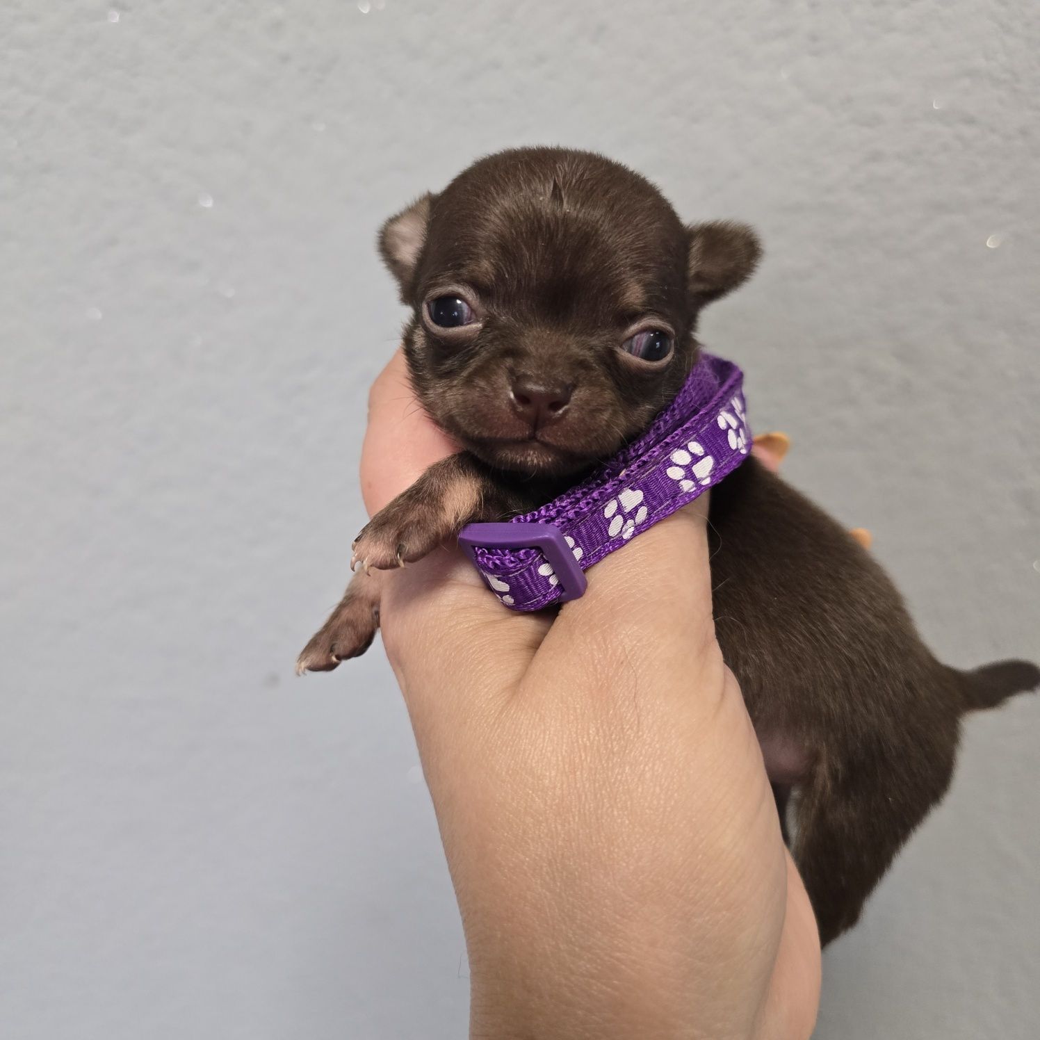 Chihuahua samiec czekoladowy podpalany xs