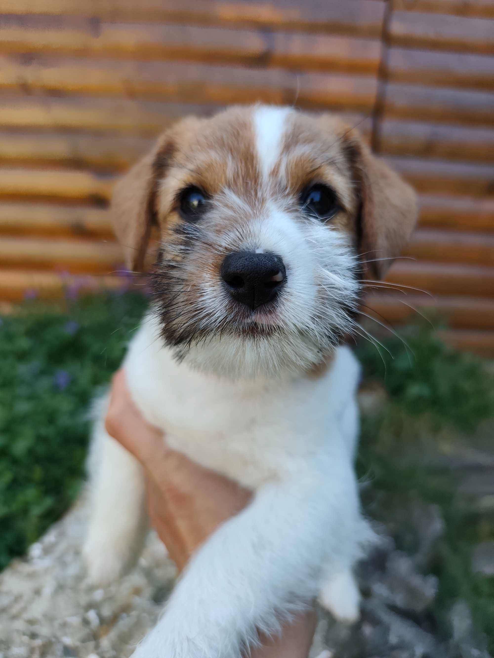 Jack Russell Terrier FCI ZKwP