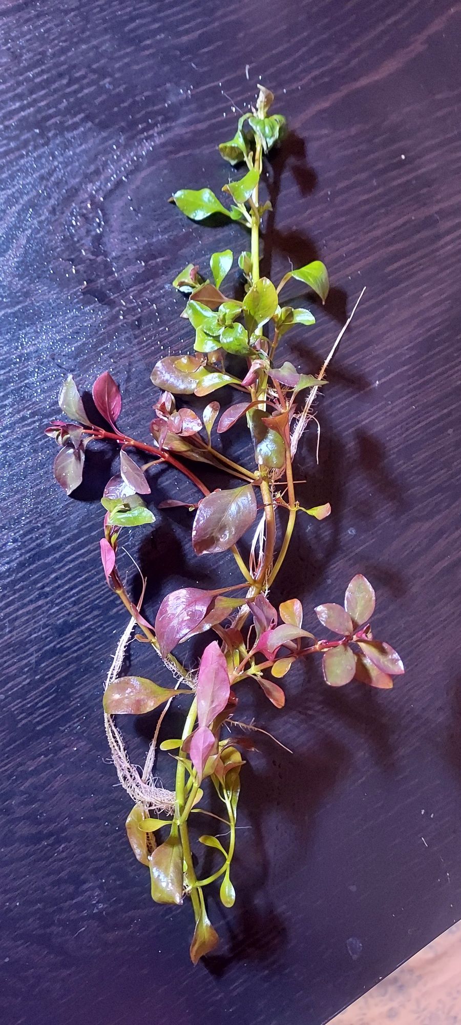 Rośliny akwariowe - Ludwigia RED