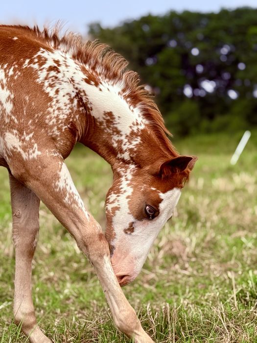 American Paint Horse / Ogierek / Overo