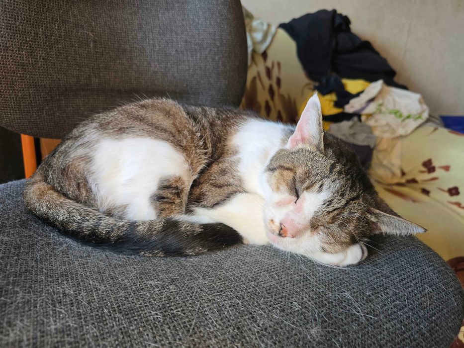 Віддам у добрі руки кішку на ім’я Тесі!