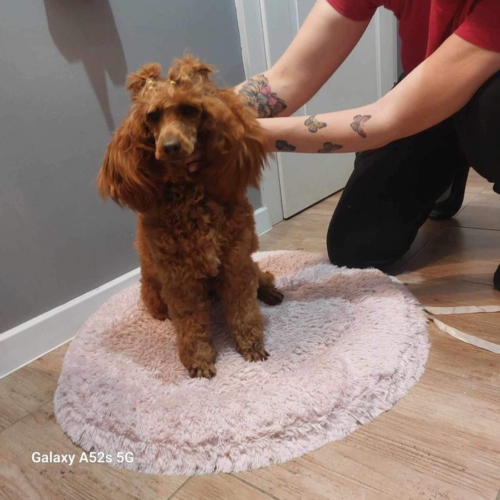 Pudel miniaturowy badania genetyczne(rodzice)