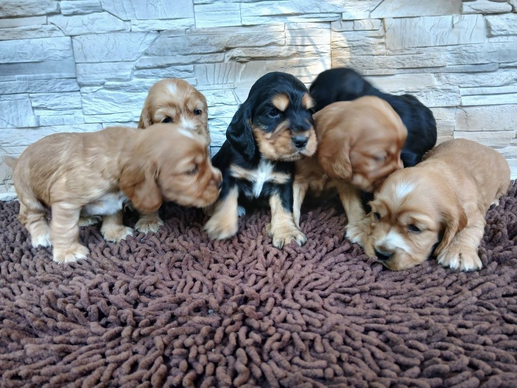 Cocker Spaniel Angielski