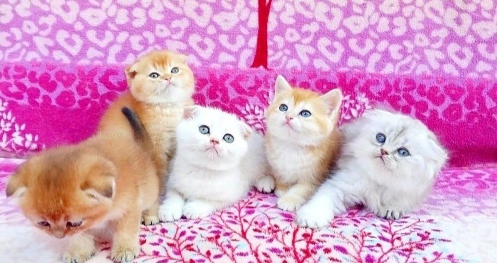 Очаровательные шотландские котята разных окрасов