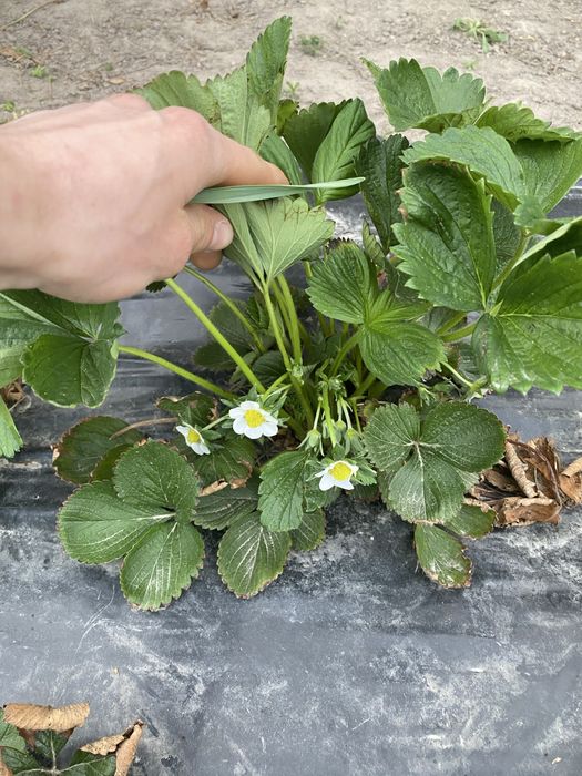 Sadzonki truskawki poziomkowej Honeyone w doniczkach