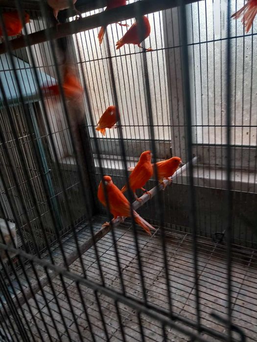 Tenho varios canarios disponíveis