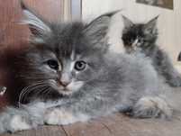 Mainecoon z rodowodem