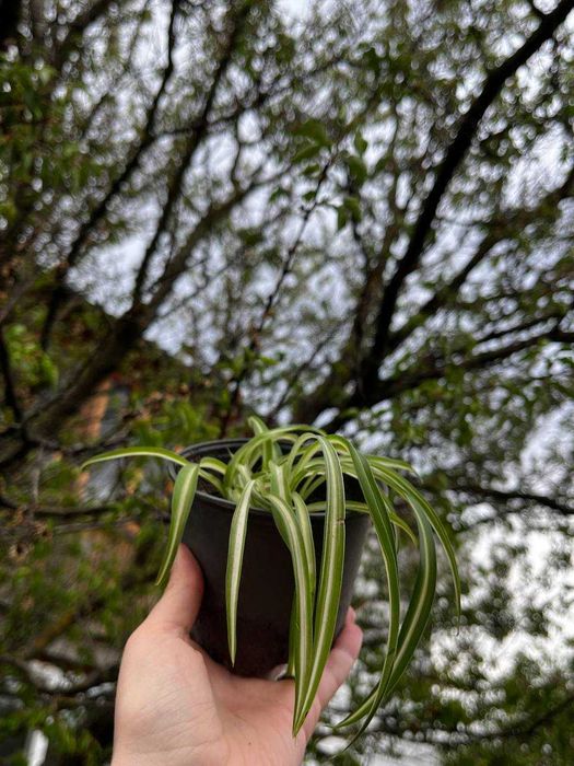 Хлорофітум, кімнатна рослина