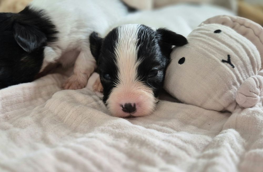 PAPILLON szczeniak ZKwP/FCI spaniel kontynentalny miniaturowy