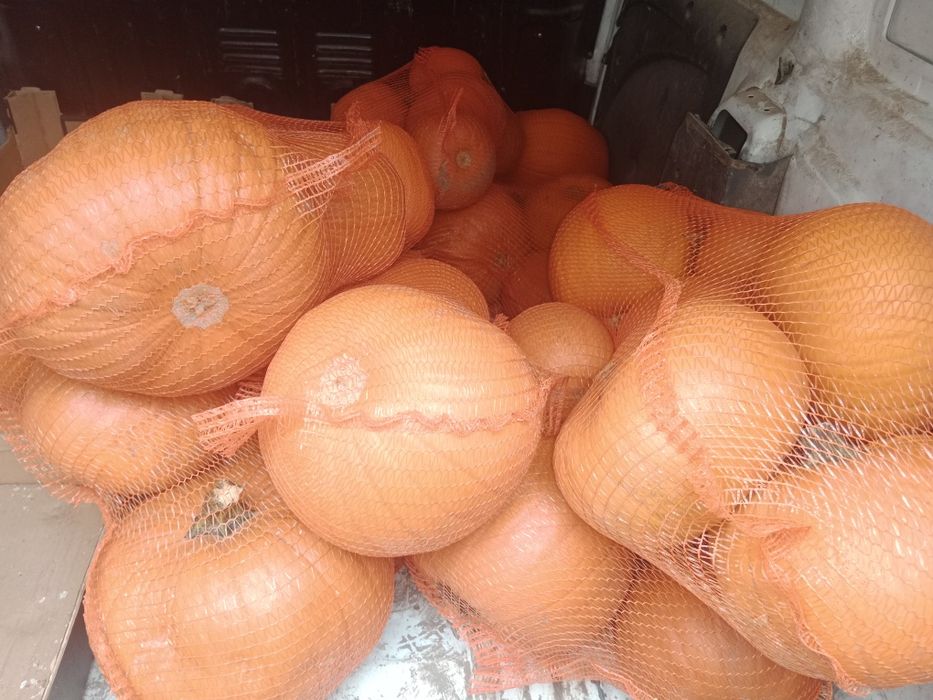 Sprzedam dynie typ Halloween