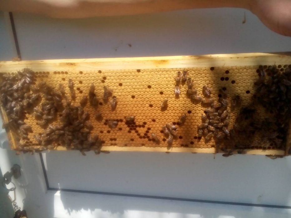 Бджоломатки Бакфаст F- 1 плідні, помічені.