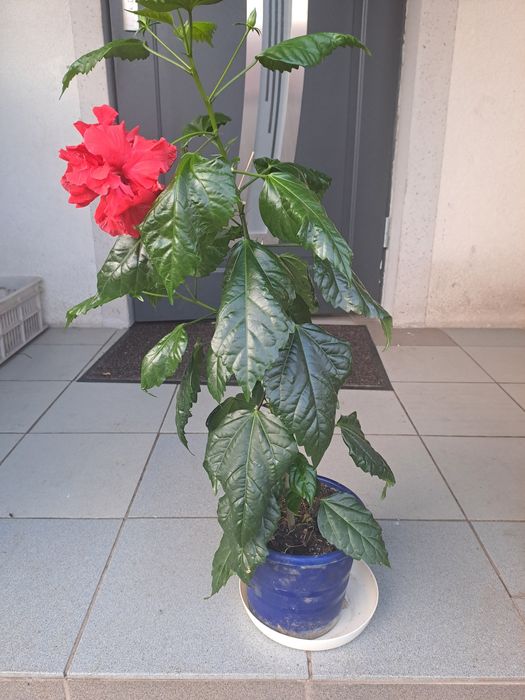 młoda róża chińska