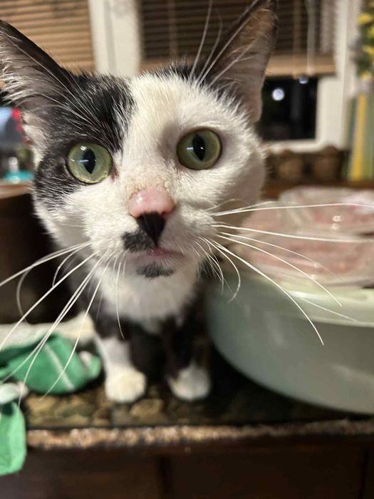 Kostek czekam na dom