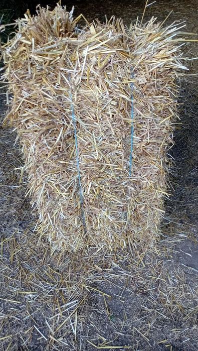 Продам тюки ячмінної соломи