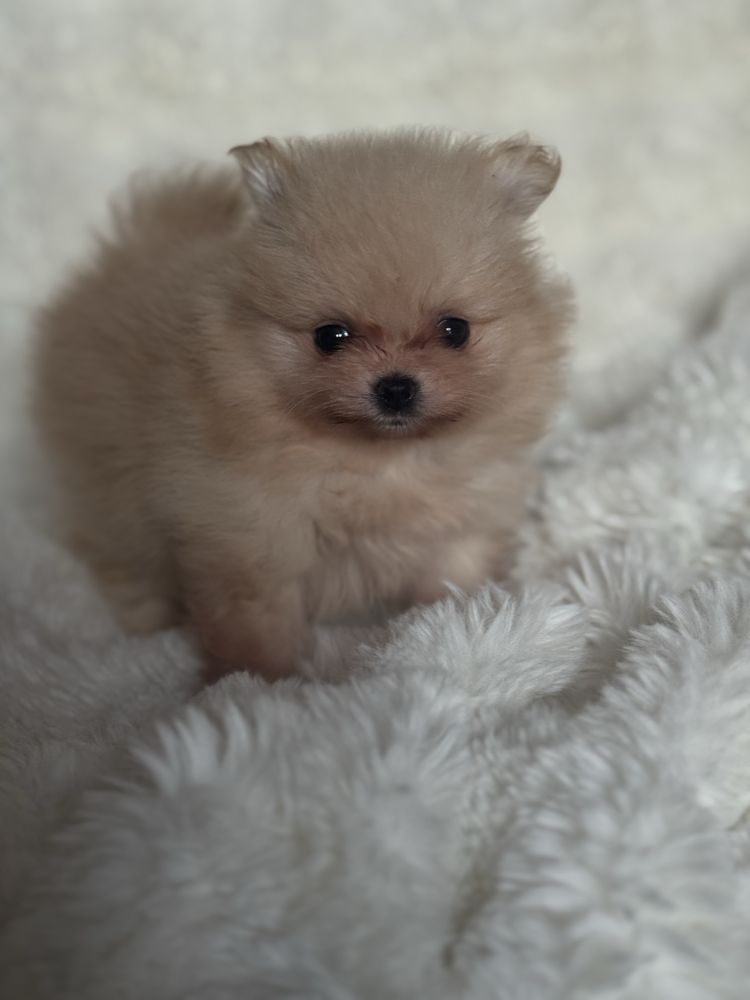 Szpic miniaturowy/Pomeranian - dziewczynka