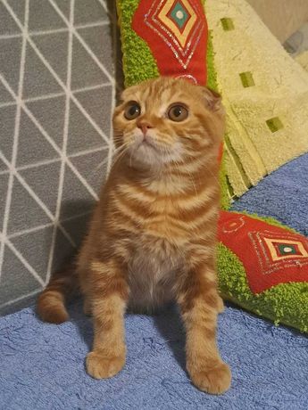 Рыжий красавчик-огонёк - шотландский вислоухий котенок!