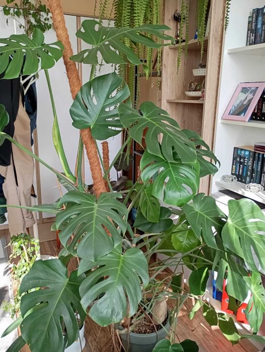 monstera deliciosa big form