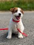 suczka Jack Russell terrier ZKWP/FCI szorstkowłosa