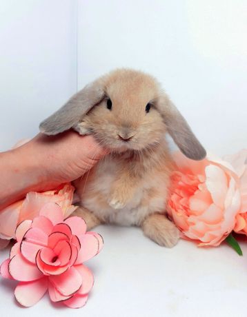Карликовый мини кролик,міні карликовий баранчик,карликовые,карликовий