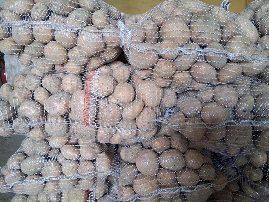 Sprzedam ziemniaki jadalne irga catania noya ignacy