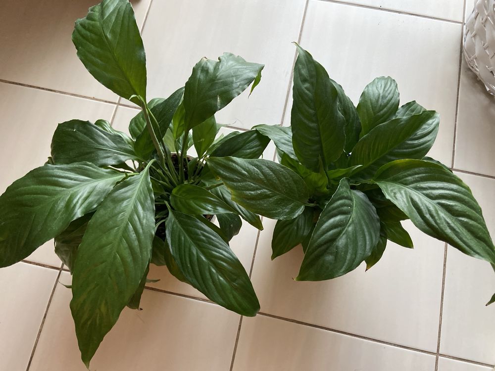 Skrzydlokwiat  Spathiphyllum Kwiatek doniczkowy