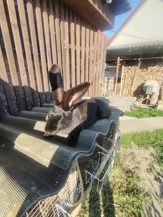 Продам кроликів чисто кровний німецький строкач