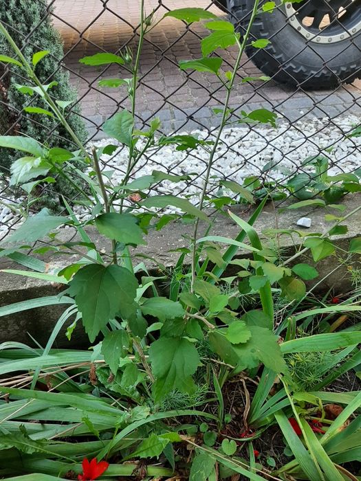 Hibiskus, ketmia, róża chińska ładne sadzonki w donicach lub z gruntu.