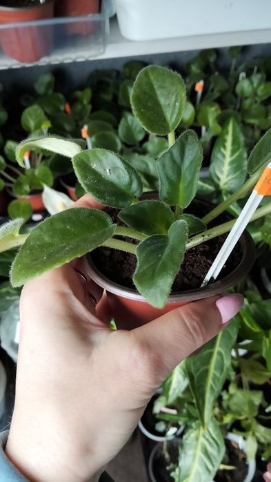 Фіалки  продаж обмін