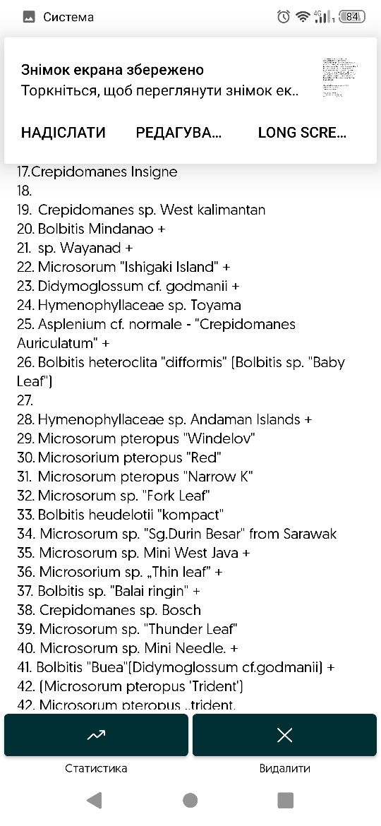 Мох districhophyllum maibarae. Майбарай.