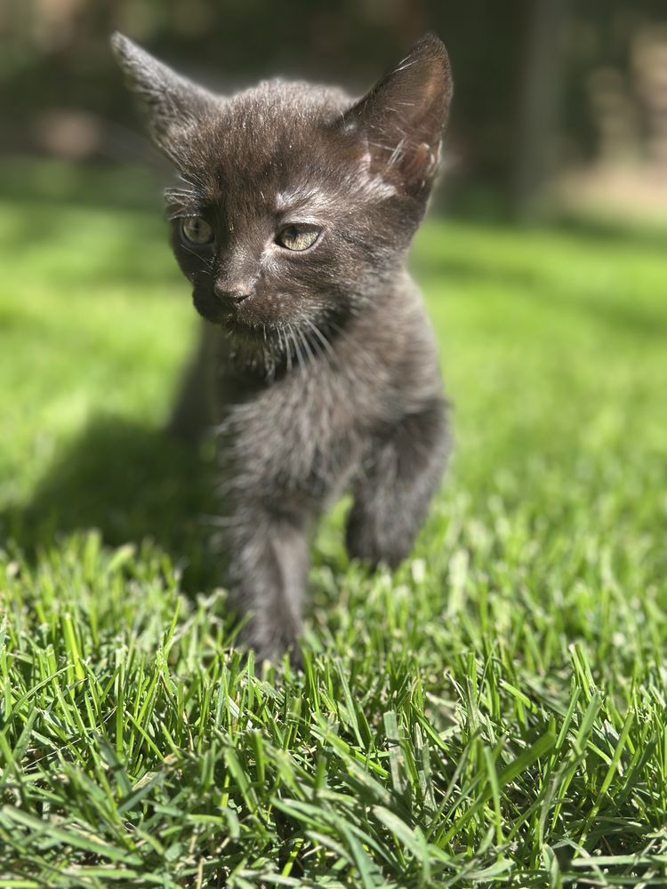котенята в добрі руки безкоштовно
