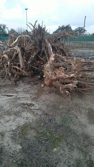 Vende-se cepos para queimar para natal