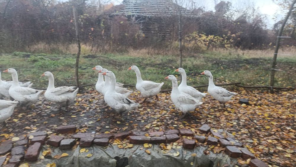 Продам гусей домашніх