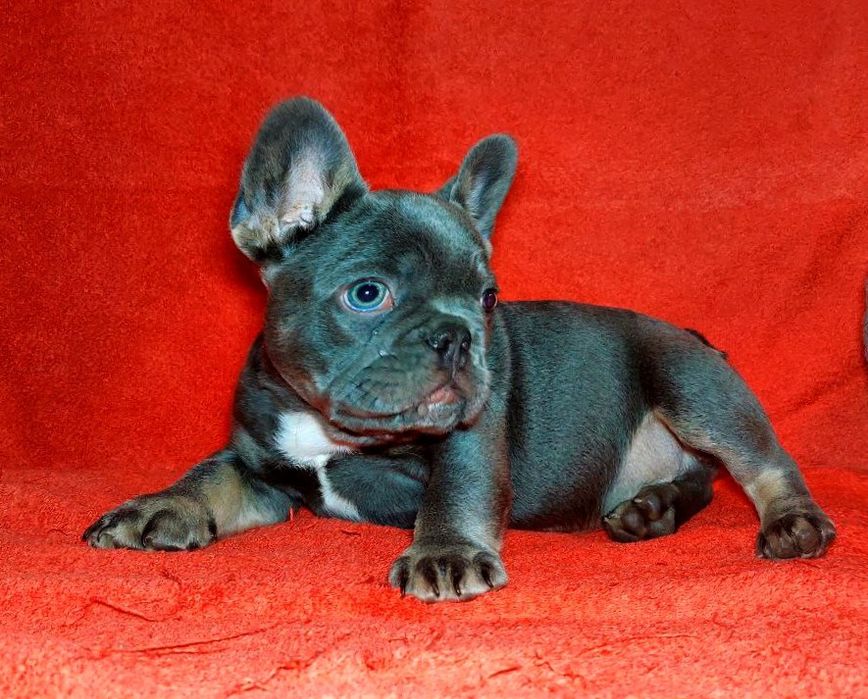 Розкішний красень французик