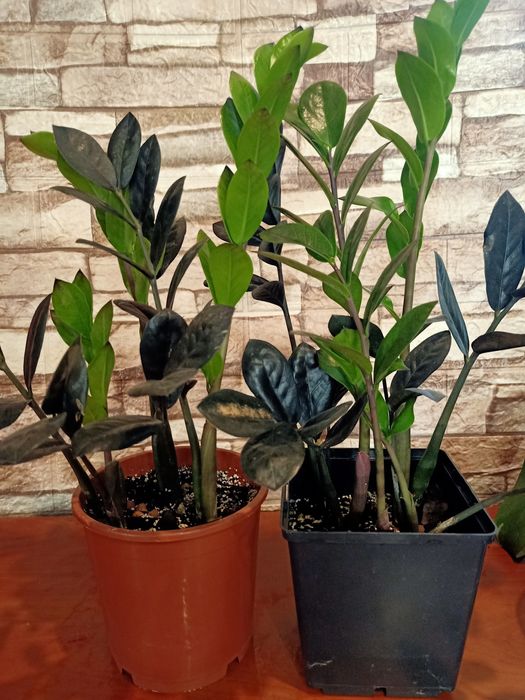 РАСПРОДАЖА Комнатных растений :зензи, монстеры, алоказии