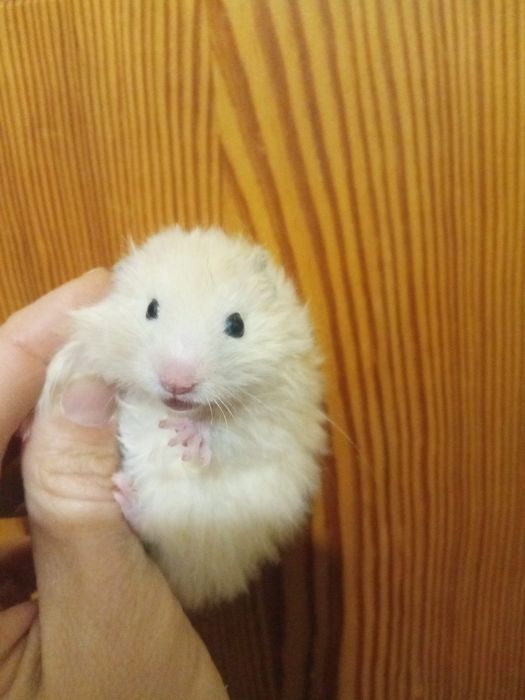 хомяк королевский домашний добрый