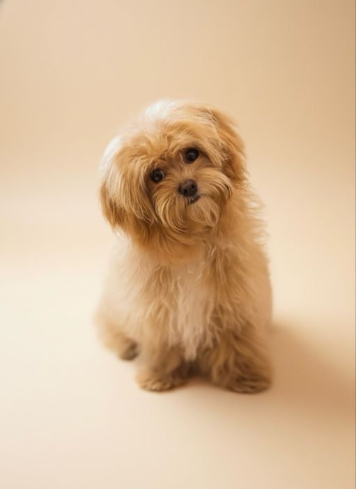 Міні Мальтіпу F1. Хлопчик. Компактний формат.