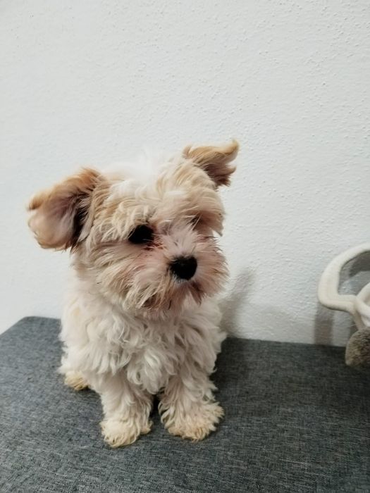 Cachorrinho Yorkshire Biewer