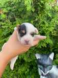 Parson Russell Terrier